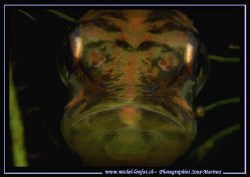 Picture taken tonight during a night dive... :O) ... by Michel Lonfat 